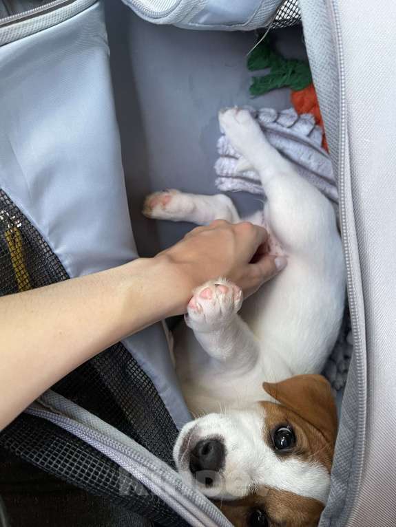 Собаки в Москве: Щенок Джек-Рассел-терьер девочка Девочка, 25 000 руб. - фото 3