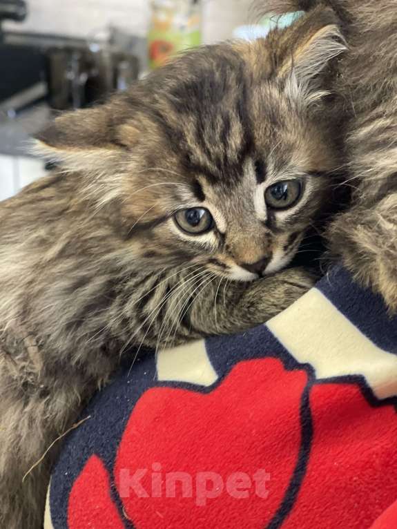 Кошки в Москве: Кусята Девочка, Бесплатно - фото 6