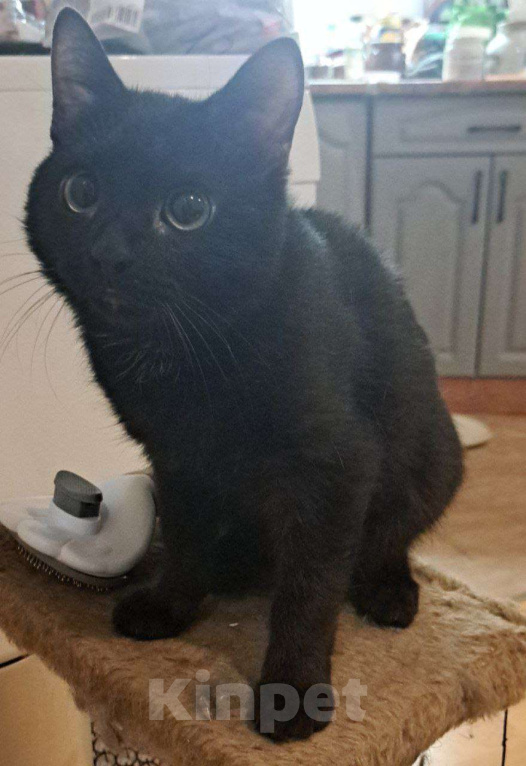 Кошки в Санкт-Петербурге: Черный котенок ищет дом Мальчик, Бесплатно - фото 1