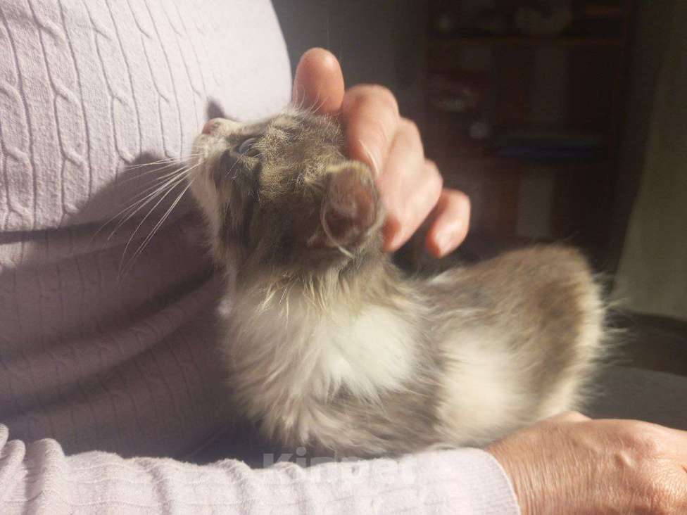 Кошки в Краснодаре: Котенок в добрые руки Девочка, Бесплатно - фото 8