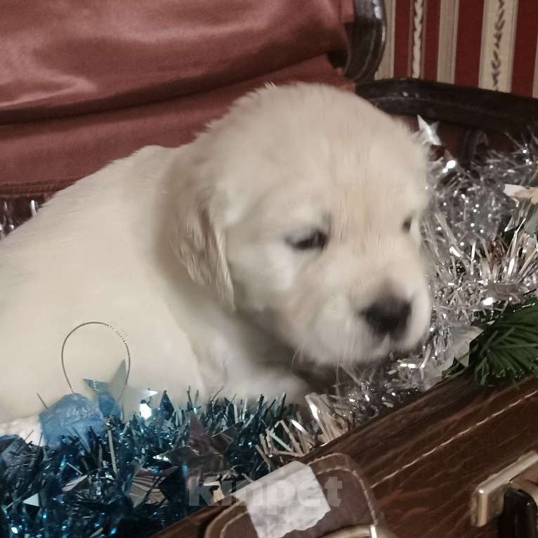 Собаки в Екатеринбурге: Щенок золотистого ретривера Мальчик, Бесплатно - фото 2