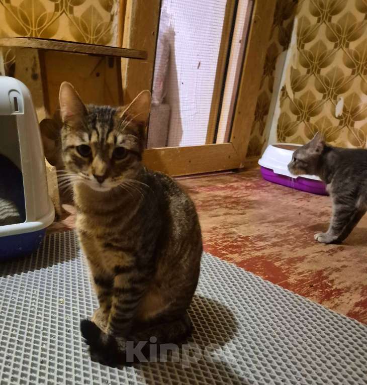 Кошки в Москве: Рафаэль художник ждет маму 7 месяцев Мальчик, Бесплатно - фото 2