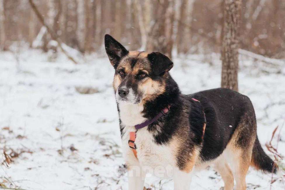 Собаки в Москве: Сью ищет дом Девочка, Бесплатно - фото 4