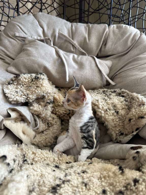 Кошки в Мурином: Domi Sol Девочка, 65 000 руб. - фото 4