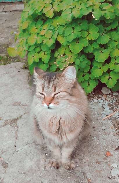 Кошки в других городах Омской области: Кошка в добрые руки отдам Девочка, Бесплатно - фото 1