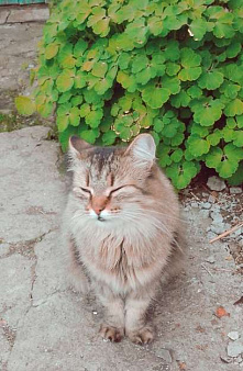Кошка в добрые руки отдам