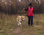 Собаки в Видном: Старк, 5 лет, алабай/ретривер Мальчик, Бесплатно - фото 8