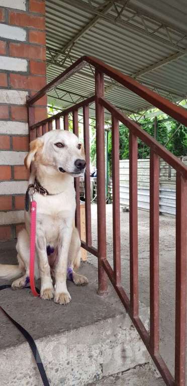 Собаки в Краснодаре: Девочка, метис лабрадора, возраст до года! В добрые и ответственные руки! Девочка, 2 руб. - фото 5