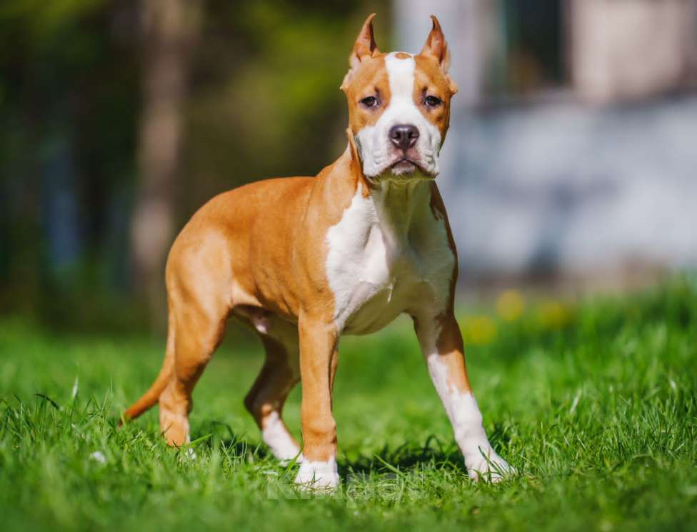 Собаки в Москве: Щенок стафордширского терьера Мальчик, 35 000 руб. - фото 3