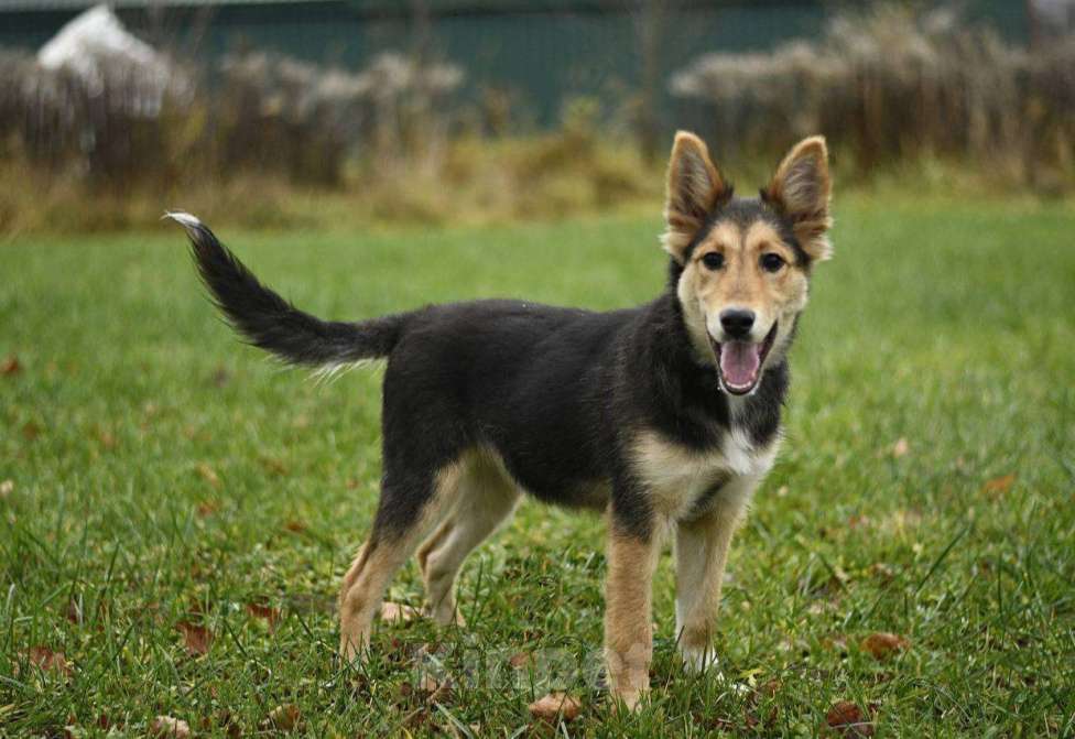 Собаки в Дмитрове: Щенок Альфа ищет дом! Девочка, Бесплатно - фото 4