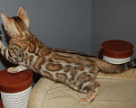 Кошки в Москве: Бенгальская кошечка Девочка, 45 000 руб. - фото 2