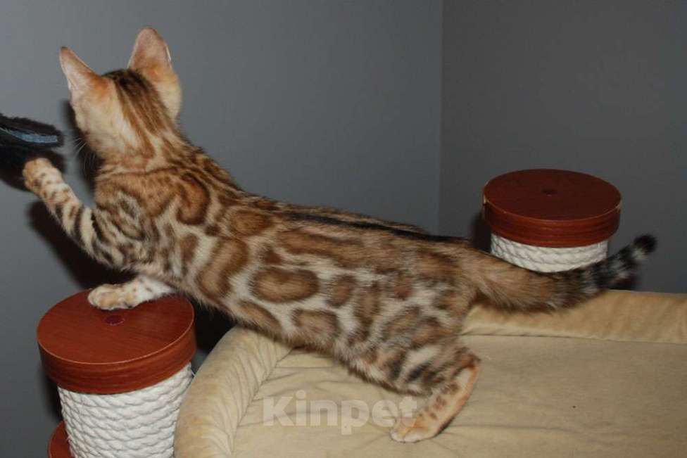 Кошки в Москве: Бенгальская кошечка Девочка, 45 000 руб. - фото 2