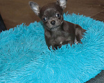 Собаки в Москве: ДЕВОЧКА чихуахуа Девочка, 39 000 руб. - фото 3