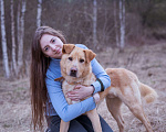 Собаки в Москве: Собака-компаньон в добрые руки! Мальчик, Бесплатно - фото 6