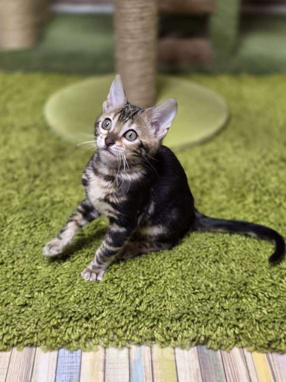 Кошки в Москве: Franceska Benjoy Девочка, 40 000 руб. - фото 6