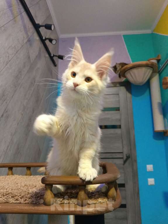 Кошки в Екатеринбурге: Котята мейн кун ласковые гиганты Мальчик, 35 000 руб. - фото 1