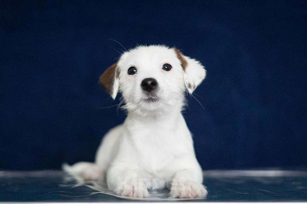 Собаки в Нижнем Новгороде: Джек рассел щенки - девочки Девочка, Бесплатно - фото 2
