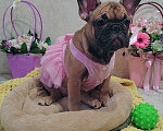 Собаки в Москве: Щенки французского бульдога СРОЧНО! Девочка, Бесплатно - фото 5