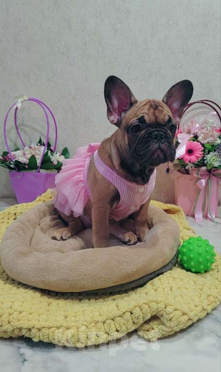 Собаки в Москве: Щенки французского бульдога СРОЧНО! Девочка, Бесплатно - фото 5