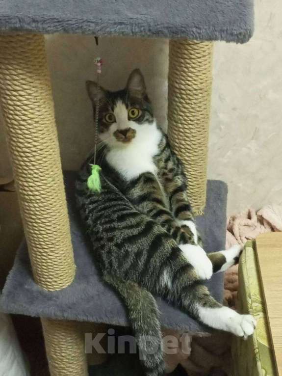 Кошки в Владивостоке: Пропал кот по кличке Эскель Мальчик, 3 000 руб. - фото 2