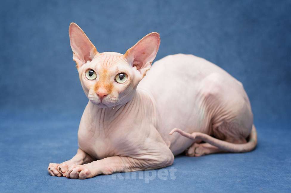 Кошки в Москве: Норрис ищет дом Мальчик, Бесплатно - фото 1