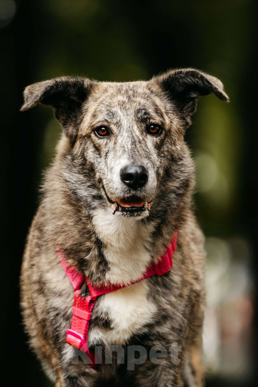 Собаки в Москве: Уникальная Верба в поисках дома Девочка, Бесплатно - фото 1