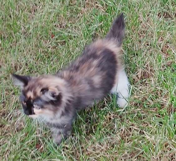 Кошки в Москве: Трехцветный пушистый котенок Девочка, Бесплатно - фото 3