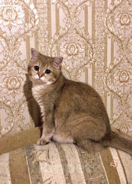 Кошки в Москве: Британские золотые и серебристые шиншиллы в добрые руки.  Мальчик, Бесплатно - фото 8