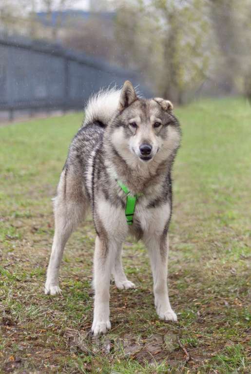 Собаки в Москве: Ласковый лайка Арктур в поисках любящей семьи Мальчик, Бесплатно - фото 5
