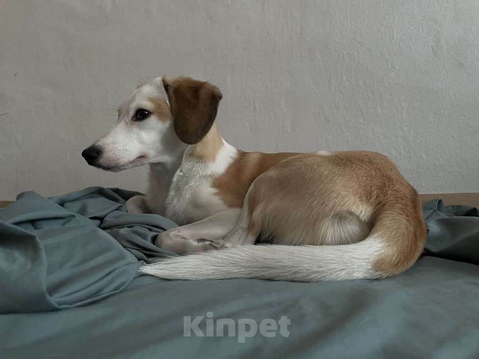 Собаки в Мурином: Собака в добрые руки Девочка, Бесплатно - фото 5