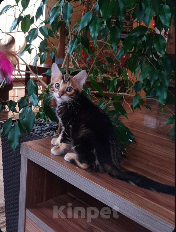 Кошки в Москве: Бенгальский мальчик  Мальчик, 25 000 руб. - фото 1