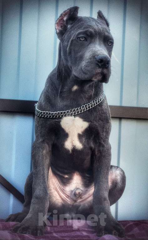 Собаки в Москве: Шикарный малыш итальянского кане-корсо Мальчик, 100 000 руб. - фото 2