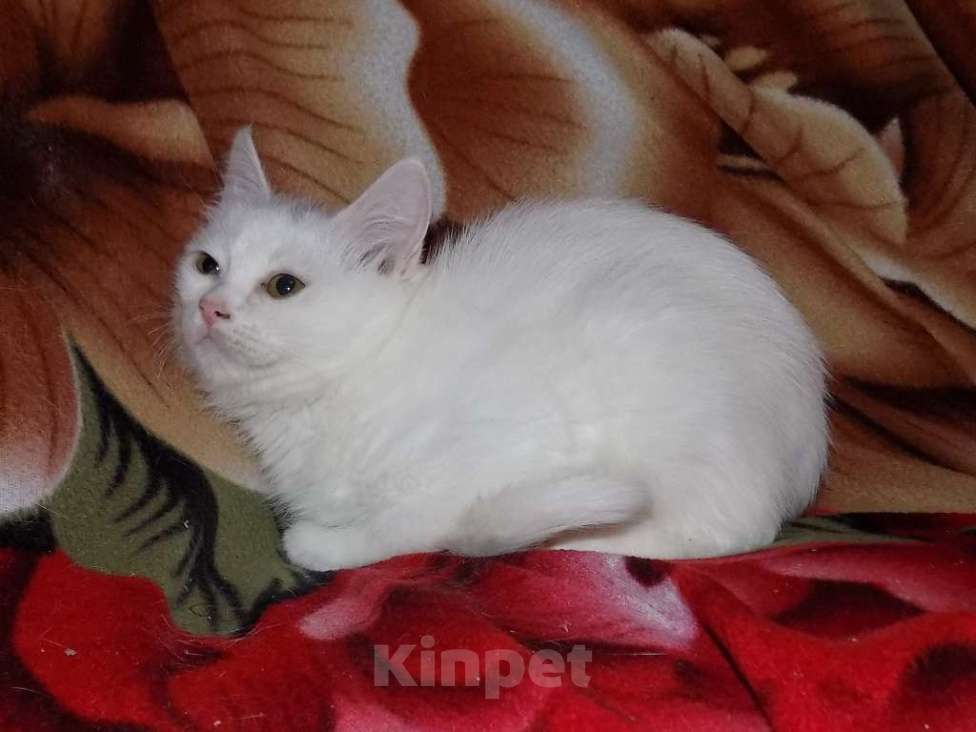 Кошки в Москве: Котята анатолийские девочки Девочка, 8 000 руб. - фото 1