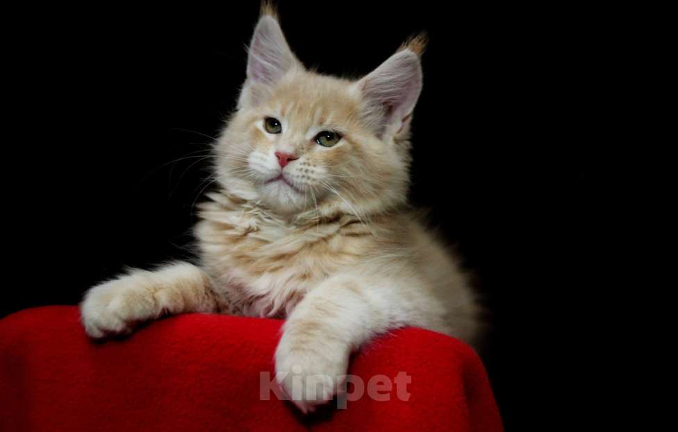 Кошки в Иваново: Котёнок мейн кун ( кремовый мрамор е 22 ).  Мальчик, 45 000 руб. - фото 8