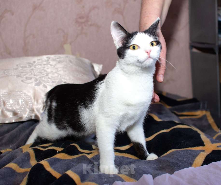 Кошки в Москве: Ясноглазая ласковая кошечка Девочка, Бесплатно - фото 5