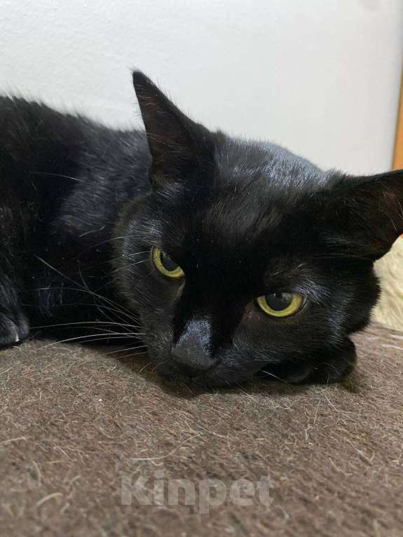 Кошки в Москве: Мы стали не нужны... Девочка, Бесплатно - фото 3