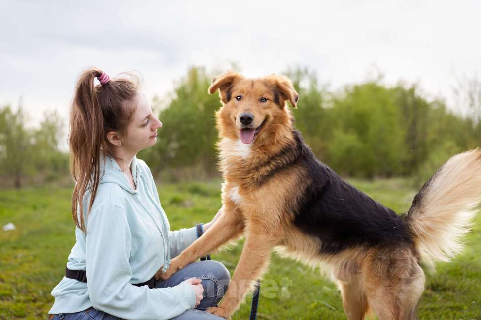 Собаки в Москве: Молодой, уравновешенный мальчик с золотым характером Мальчик, Бесплатно - фото 6