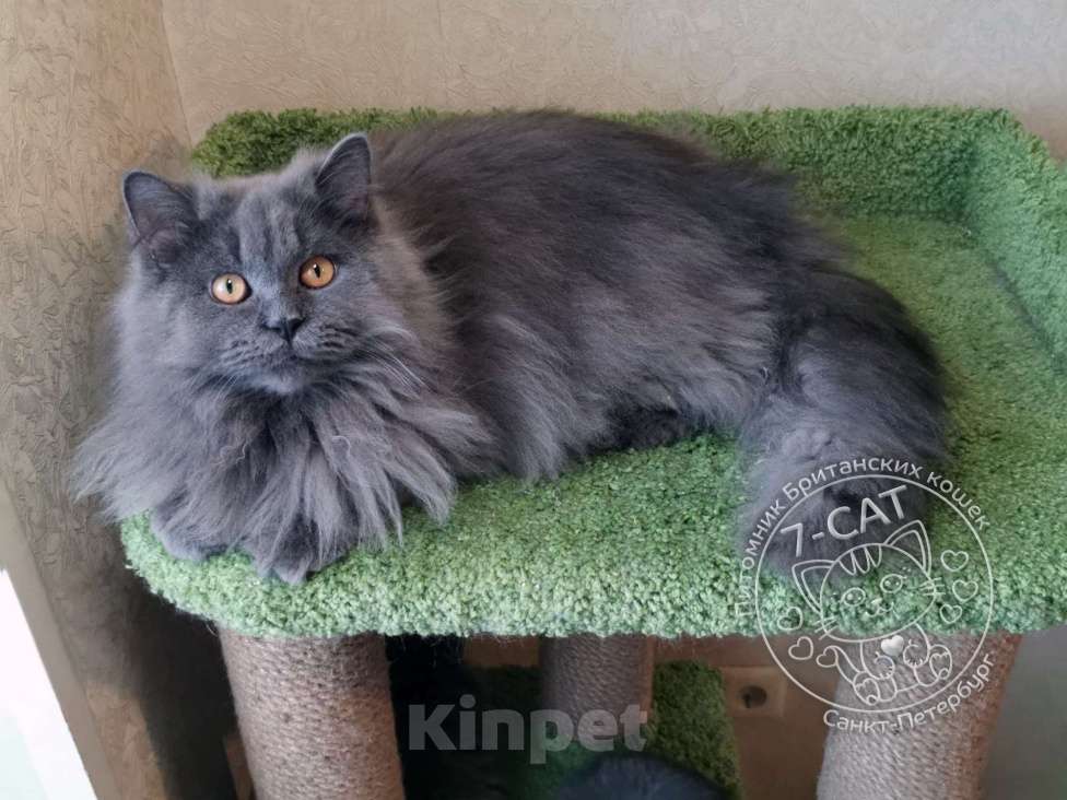 Кошки в Санкт-Петербурге: Британский длинношерстный котик 1 годик. Мальчик, 10 000 руб. - фото 6