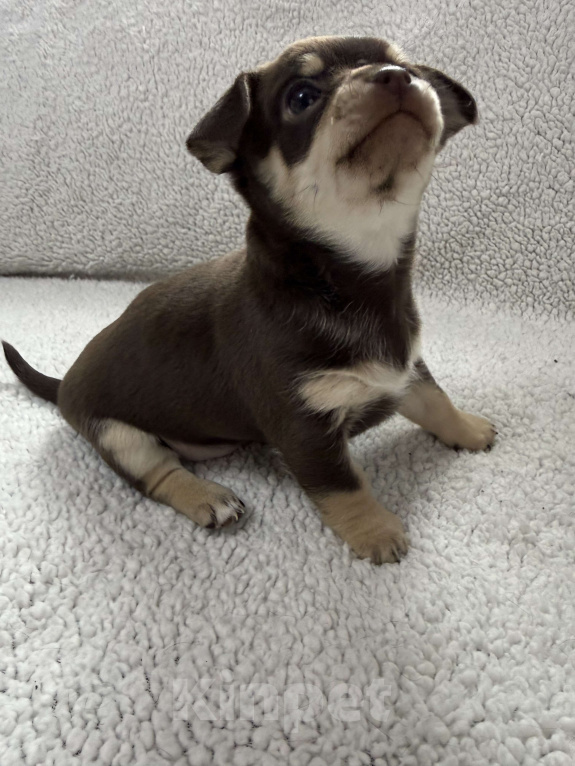 Собаки в других городах Московской области: Мальчик чихуахуа Генрих Мальчик, 50 000 руб. - фото 2