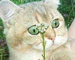 Кошки в Чебоксарах: Британский кот на вязку, 1 руб. - фото 1