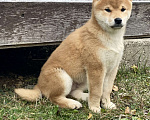 Собаки в Королеве: Шикарные щенки Сиба ину (шиба ину) Мальчик, 50 000 руб. - фото 1