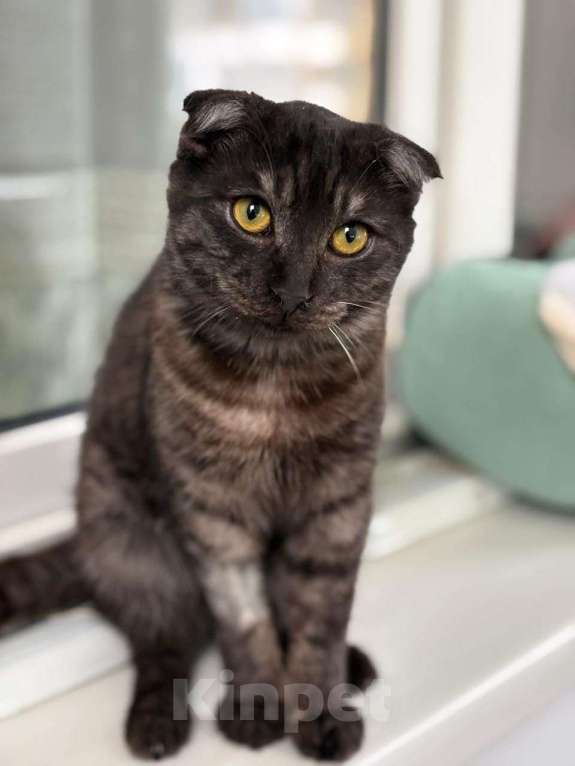 Кошки в Москве: Шотландский вислоухий котенок девочка ищет дом Девочка, Бесплатно - фото 1