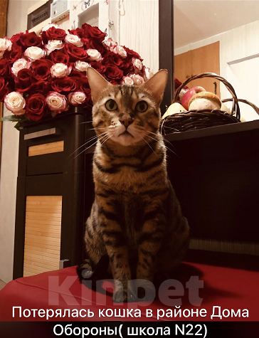 Кошки в Тюмени: Потерялась кошка в районе Дома Обороны(школа N22) Девочка, 1 руб. - фото 8