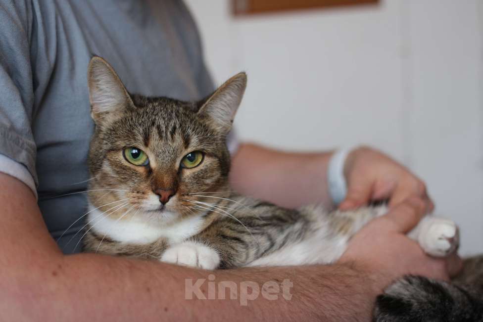 Кошки в Люберцах: Умная полосатая кошечка Девочка, Бесплатно - фото 8