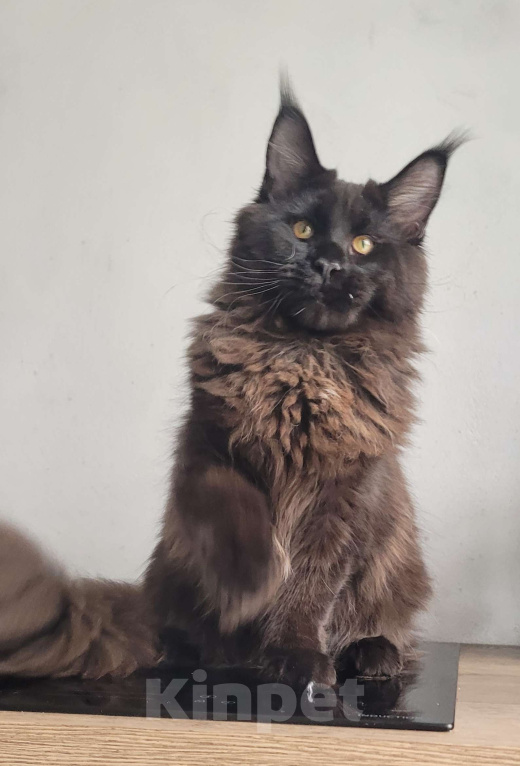 Кошки в Москве: Котенок мейн-кун  Мальчик, 45 000 руб. - фото 2