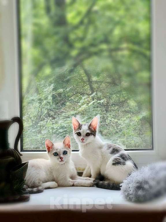 Кошки в Москве: Очаровательный брат с сестричкой в возрасте 4х месяц ищут дом. Мальчик, Бесплатно - фото 2