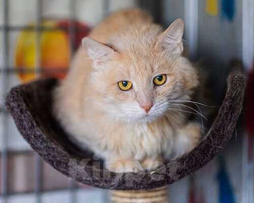 Кошки в Москве: Томат Мальчик, Бесплатно - фото 2