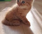 Кошки в Воронеже: Возьмите котенка в добрые руки Девочка, Бесплатно - фото 2