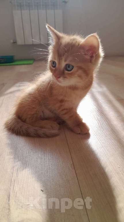 Кошки в Воронеже: Возьмите котенка в добрые руки Девочка, Бесплатно - фото 2