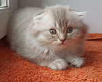 Кошки в Калуге: Шотландские котята Мальчик, 45 000 руб. - фото 8